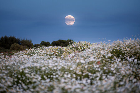 Jardinage selon les phases lunaires : Exploitez la puissance de la lune pour un jardin florissant