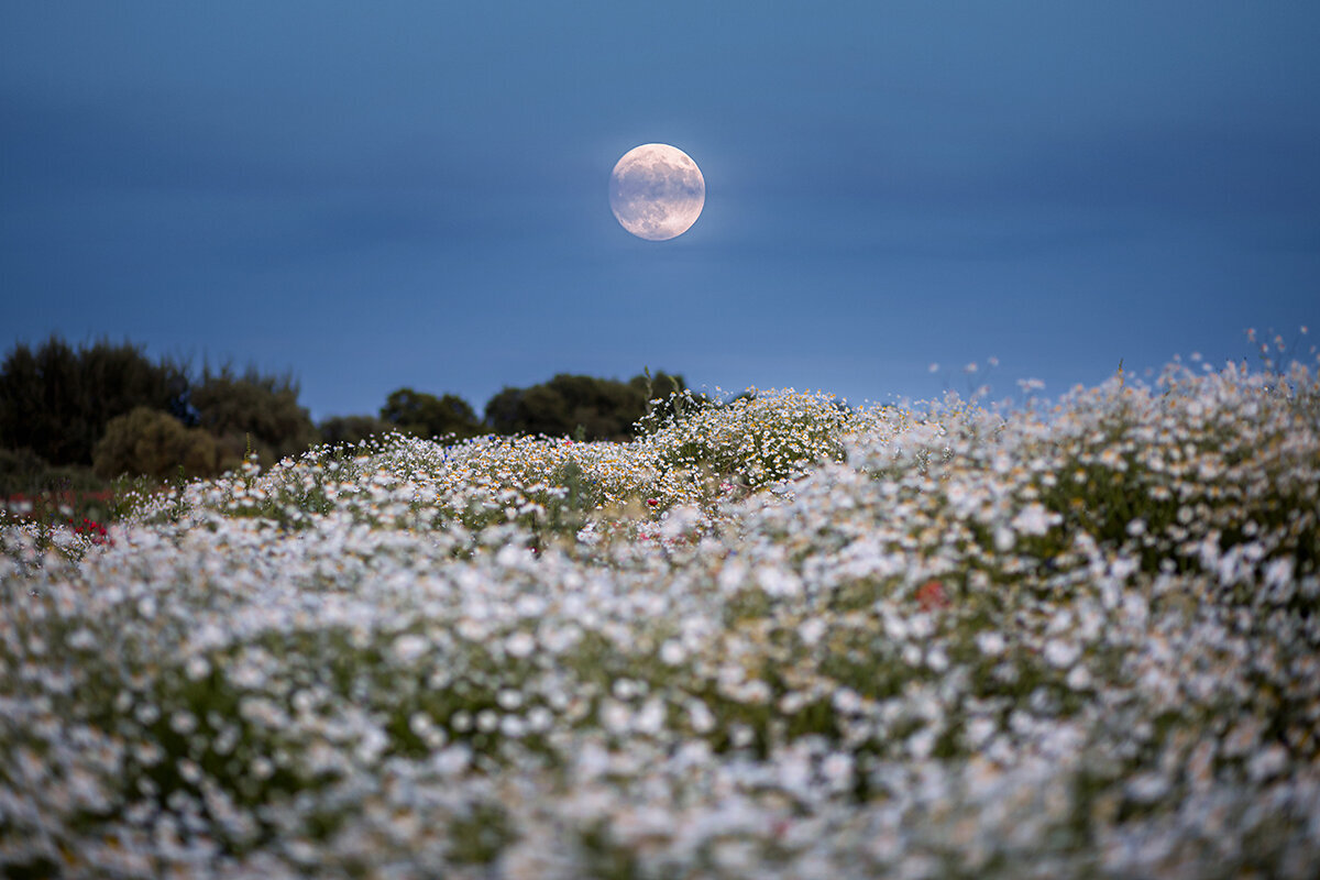 Moon Phase Gardening: Harness the Power of the Moon for a Thriving Garden