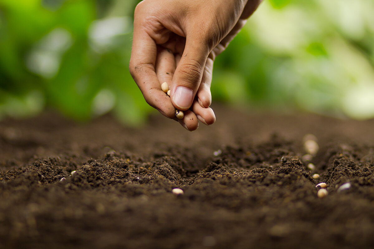 How to Start Seeds in Your Greenhouse