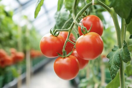 Title: How to Grow Tomatoes in a Greenhouse – Full Guide | Bloomcabin